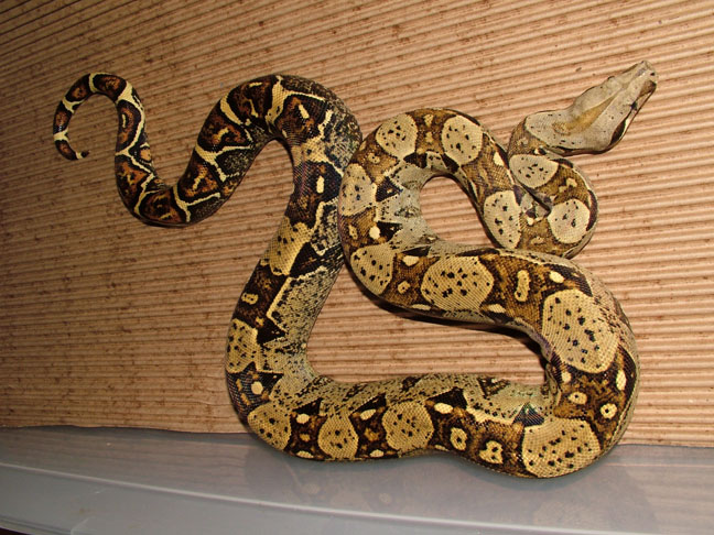 Het BW Caramel Male