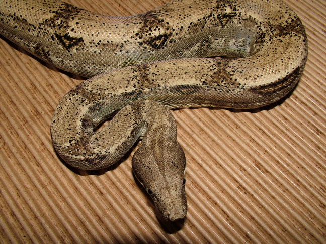Anery Het Albino Male