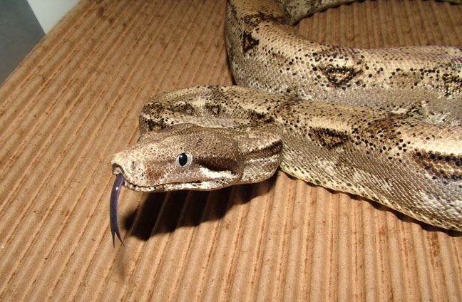 Anery Het Albino Male