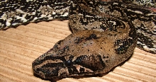 Leopard Female