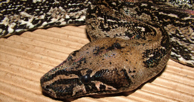 Leopard Female