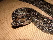 Leopard Female