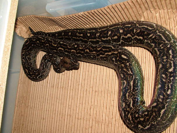 Leopard Female