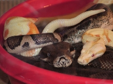 Albino Jungle x Ghost
