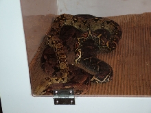 Het BW Caramel x Het BW Caramel