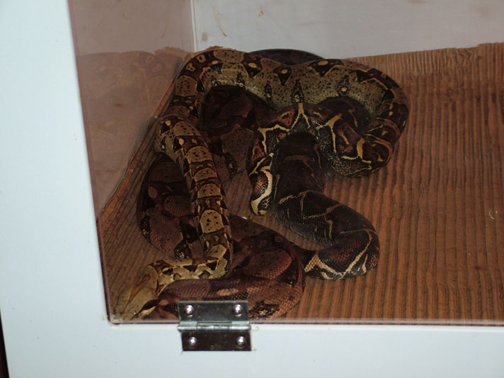 Het BW Caramel x Het BW Caramel