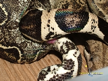 Anery het Albino Copulation