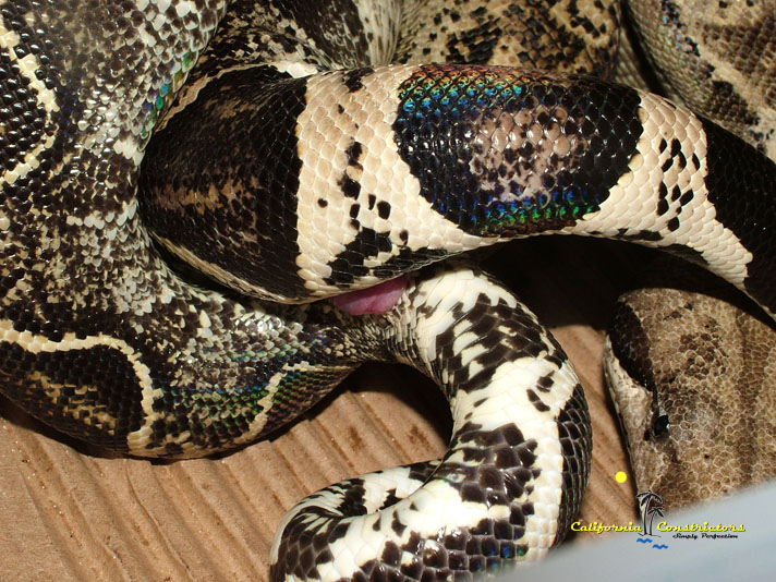 Anery het Albino Copulation