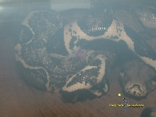 Anery het Albino Copulation