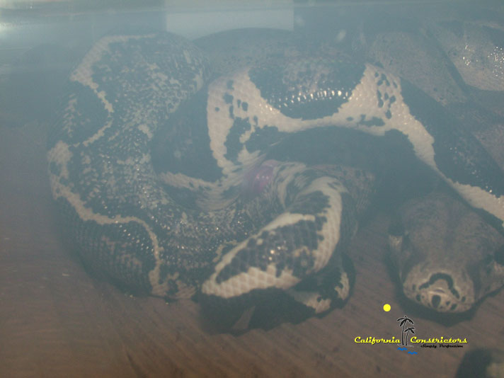 Anery het Albino Copulation