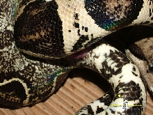 Anery het Albino Copulation
