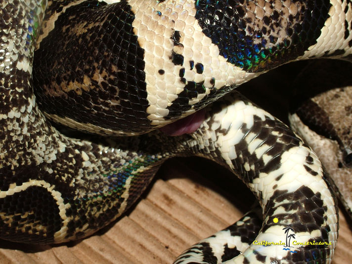 Anery het Albino Copulation