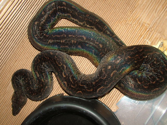 Leo