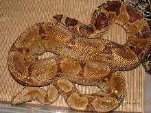 Hypo Female