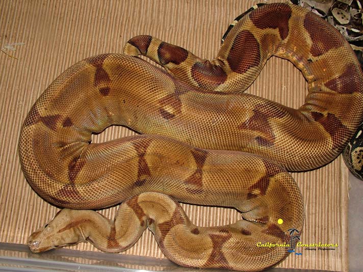 Hypo Female