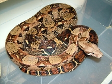 Het BW Caramel Female
