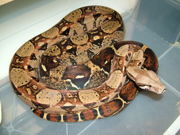Het BW Caramel Female