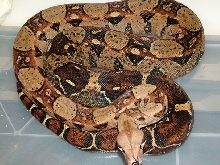Het BW Caramel Female