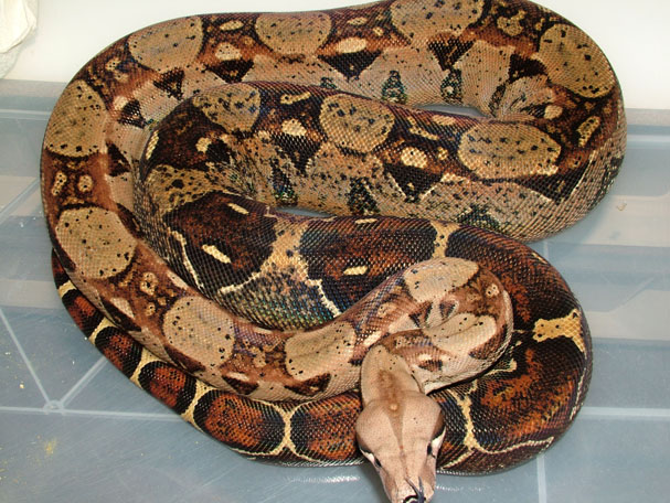 Het BW Caramel Female