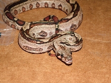 Het Leo