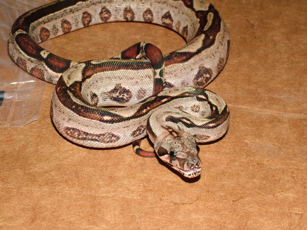 Het Leo