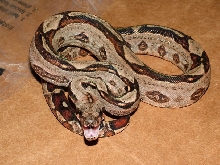 Het Leo