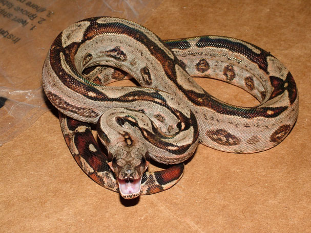 Het Leo