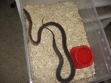 Olive Python Female