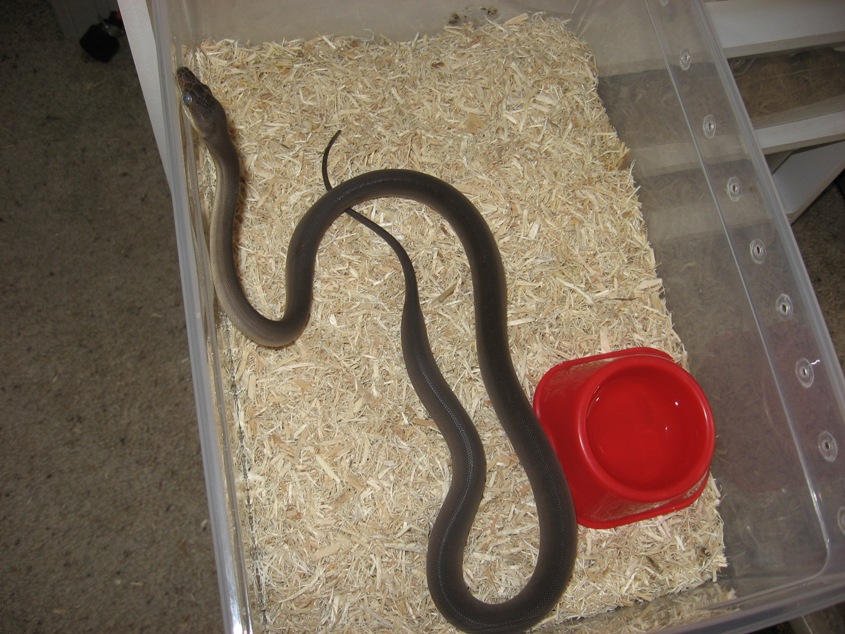 Olive Python Female