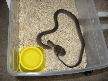 Olive Python Male