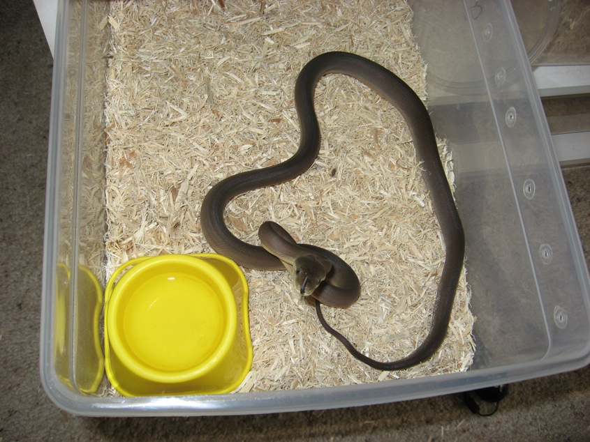 Olive Python Male