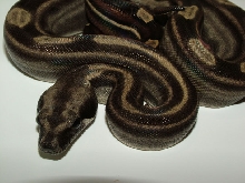 Motley het Sharp