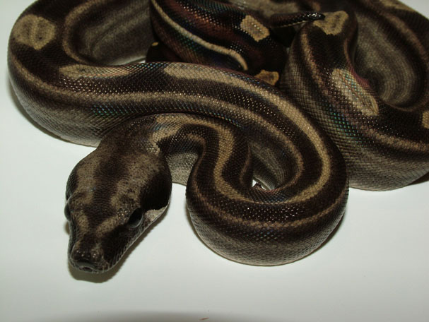 Motley het Sharp