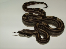 Motley het Sharp 2