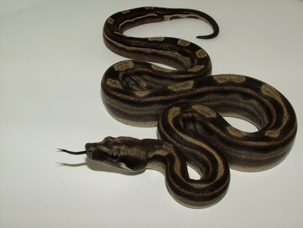 Motley het Sharp 2