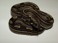 Motley het Sharp 3