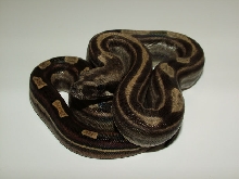 Motley het Sharp 4