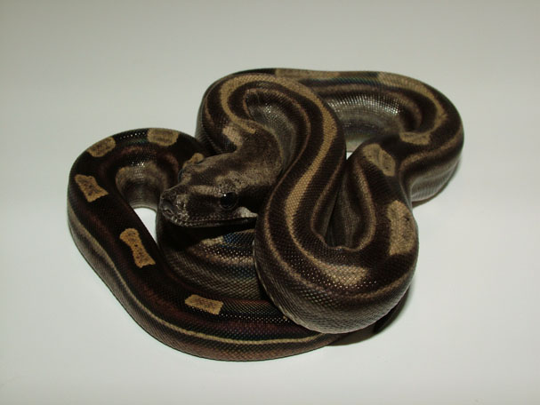 Motley het Sharp 4