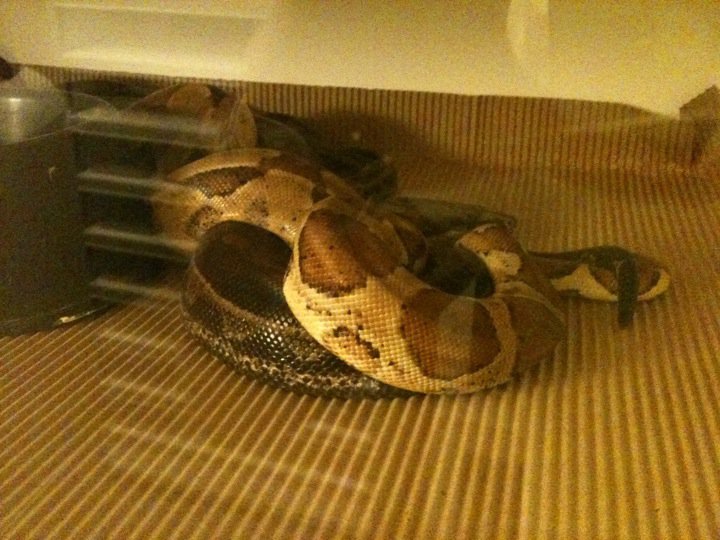 Hypo het Sharp Snow x Motley het Anery