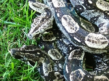 Two Anery Longicaudas