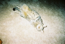 I love Cleo