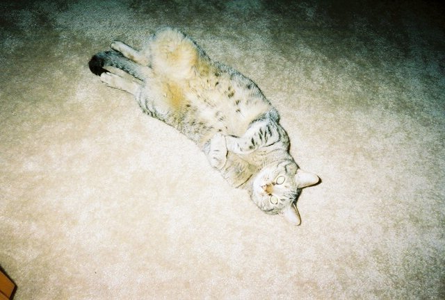 I love Cleo