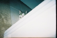 Peek-a-Boo