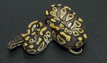 mojave