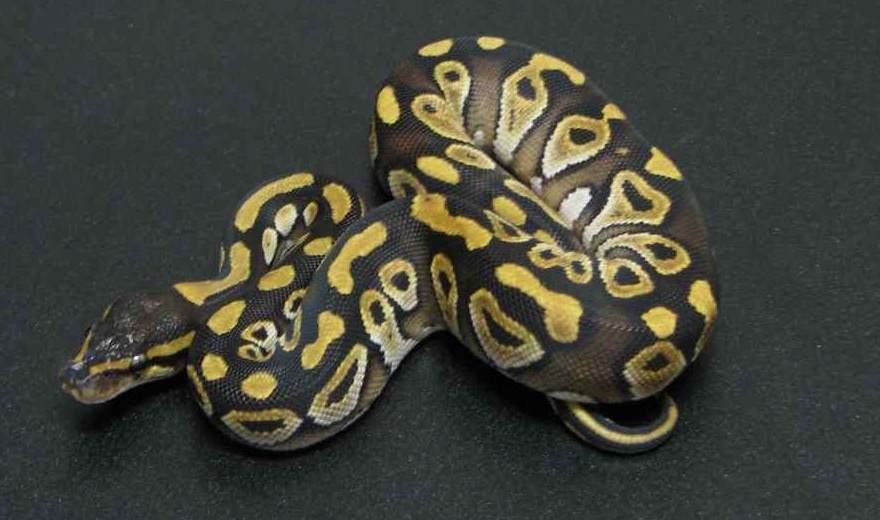 mojave