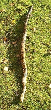 male common boa in the yard