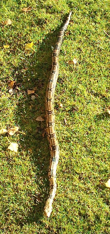 male common boa in the yard