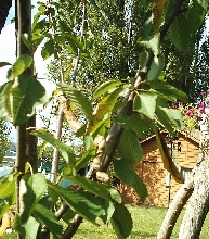 can you find the snake?