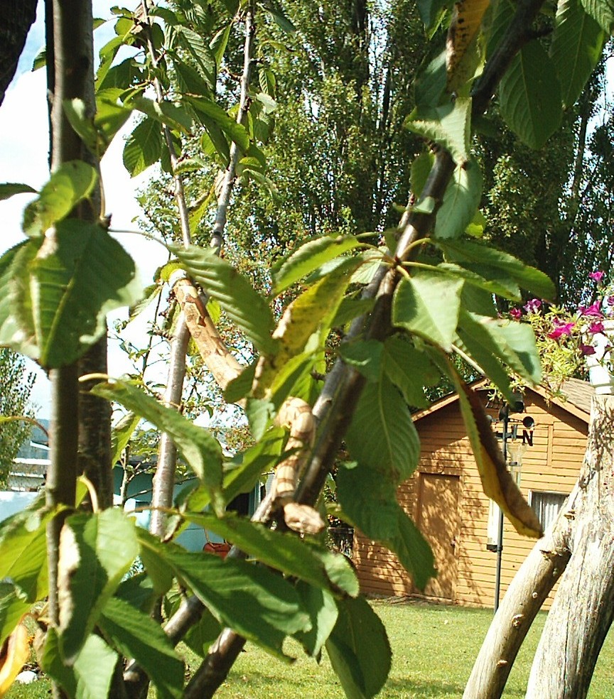 can you find the snake?