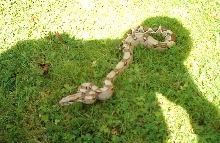 my young redtail boa
